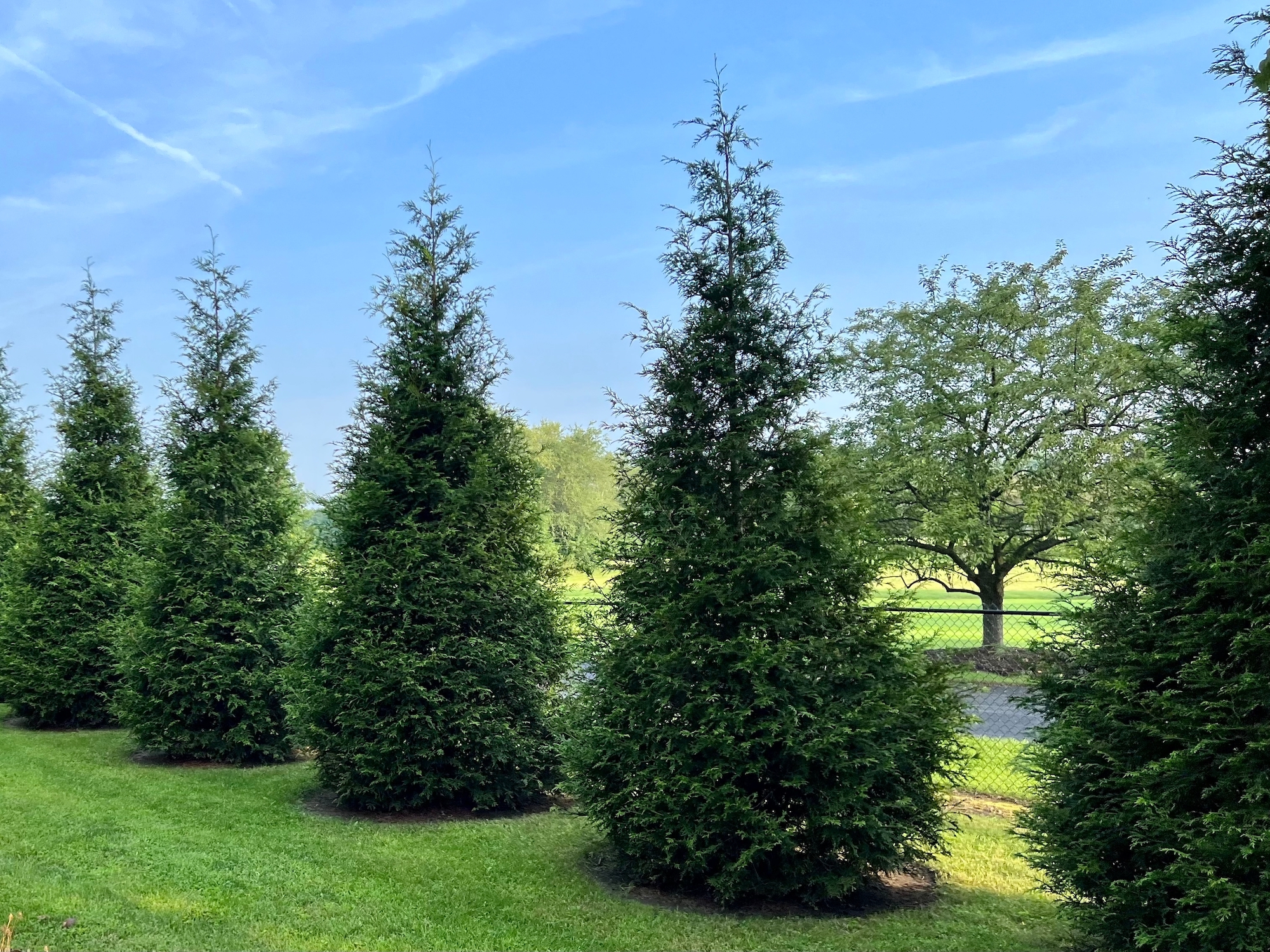 Large, mature Green Giant Arborvitae evergreen trees planted in a line near a farm.